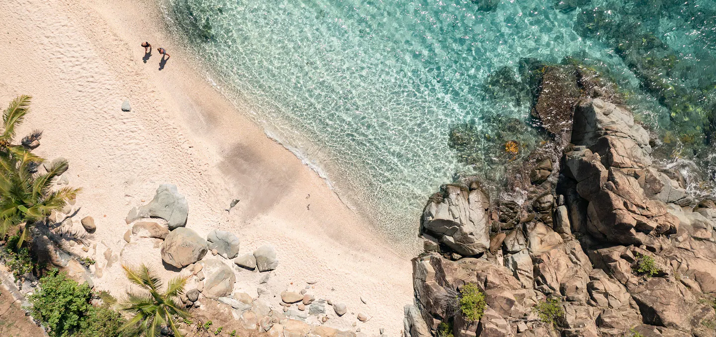 Tropical banana leaves